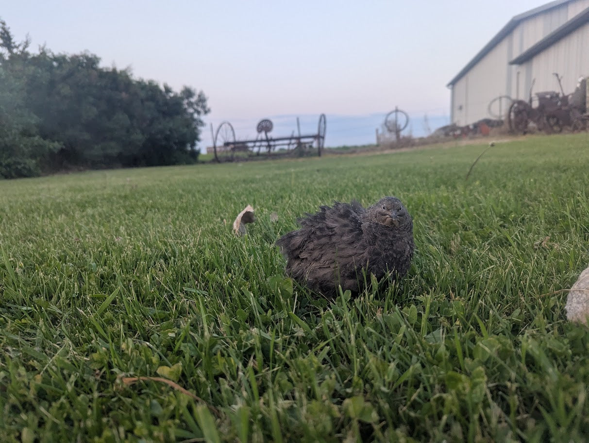 Coturnix Cabin Cropper Juveniles