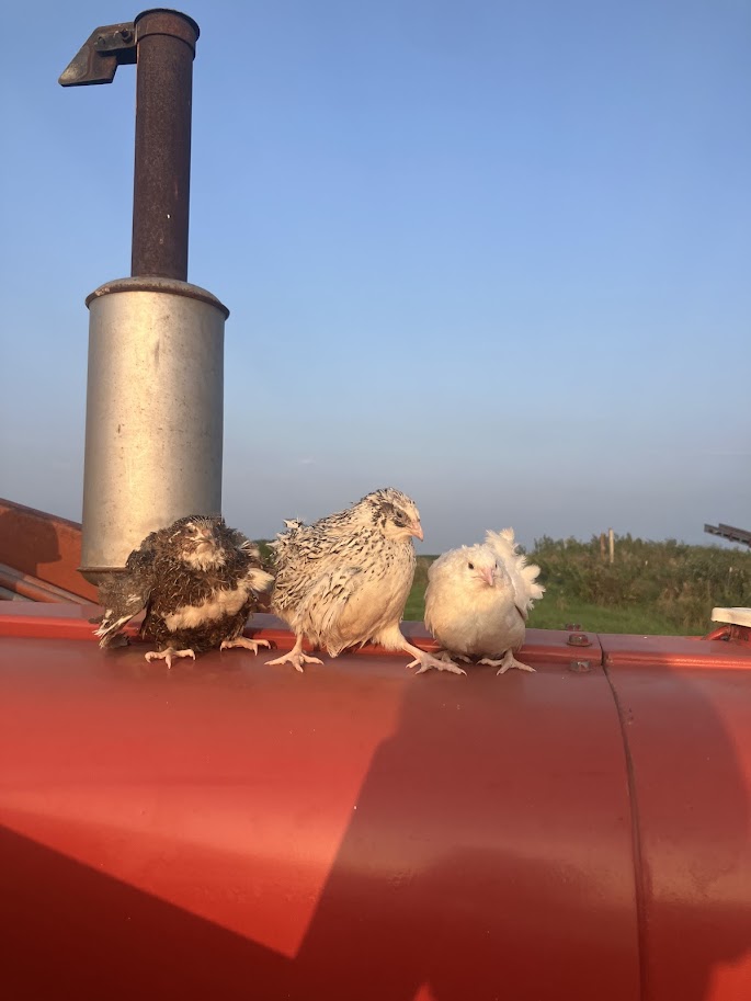 Coturnix Cabin Cropper Juveniles