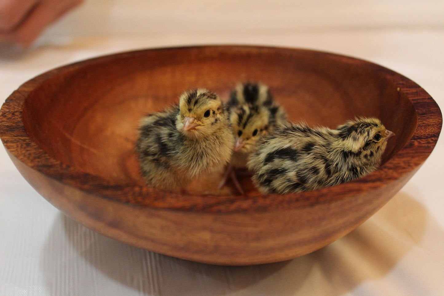 Schofield Silver Assortment Juveniles