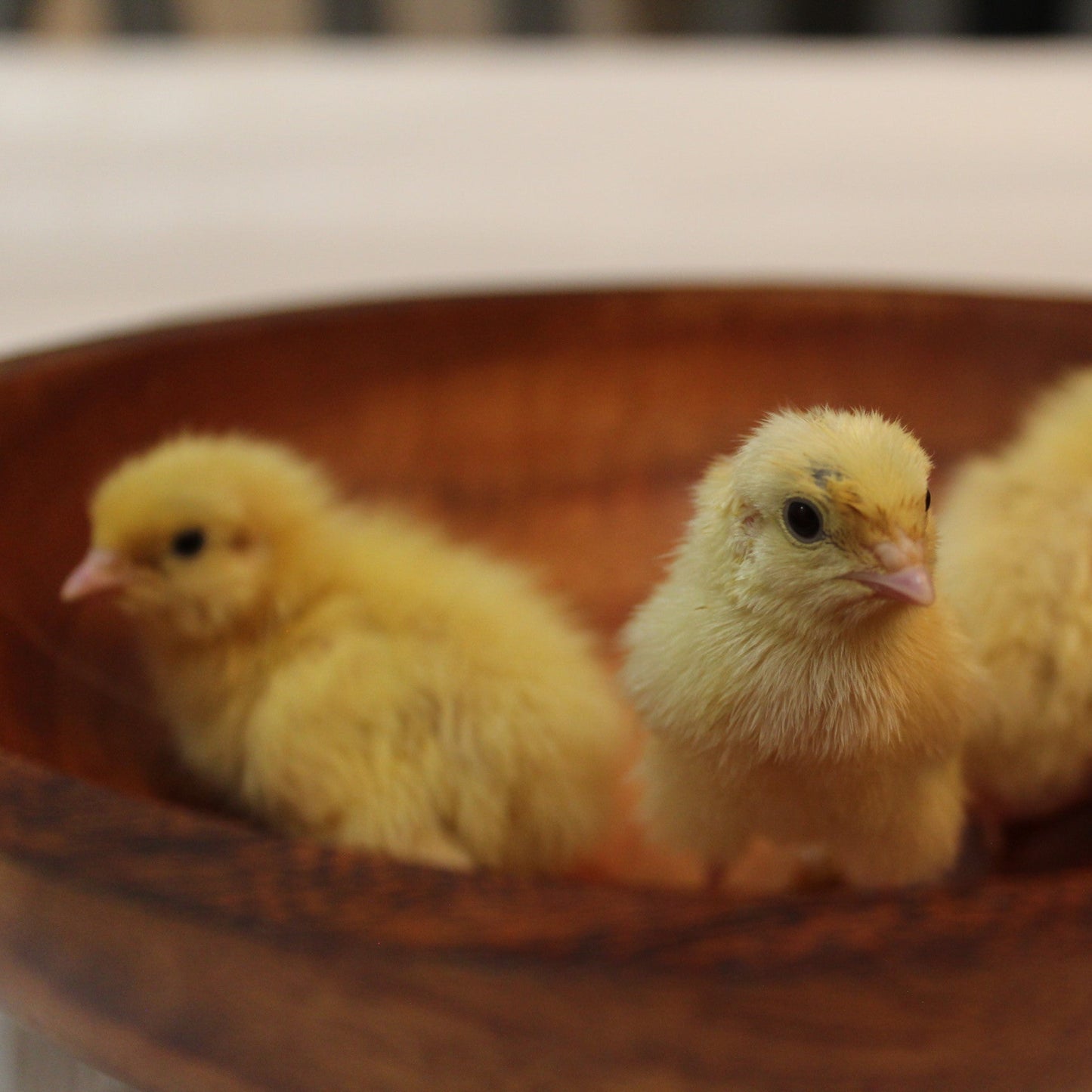 Jumbo White Chicks
