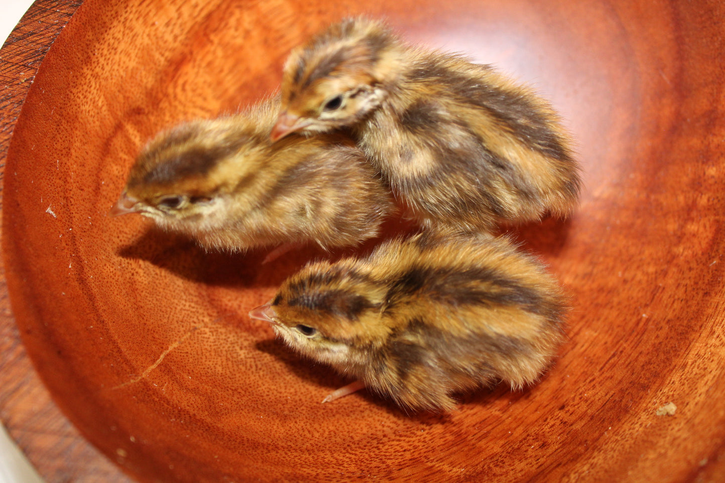 Sparkly and Pansy Assortment Chicks