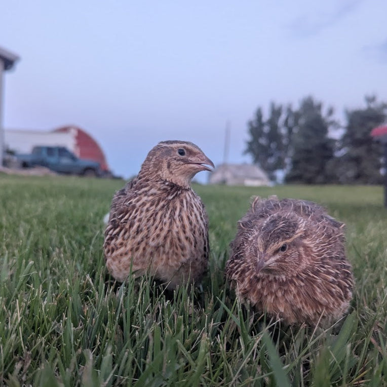 Jumbo Egyptian Juveniles