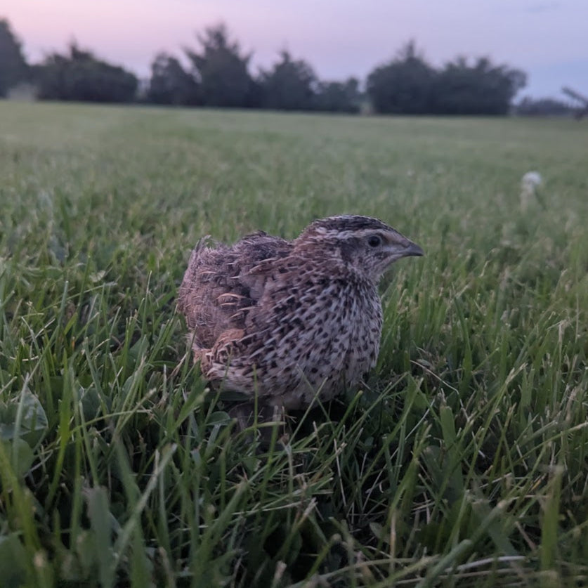 Coturnix Cabin Cropper Juveniles