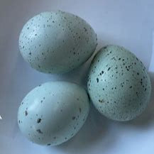 Celadon Hatching Eggs