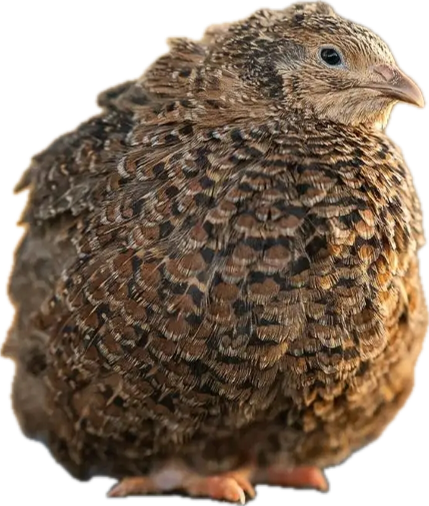 Live Quail Birds (Juveniles)