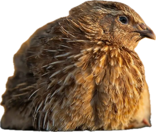 Live Quail Birds (Juveniles)