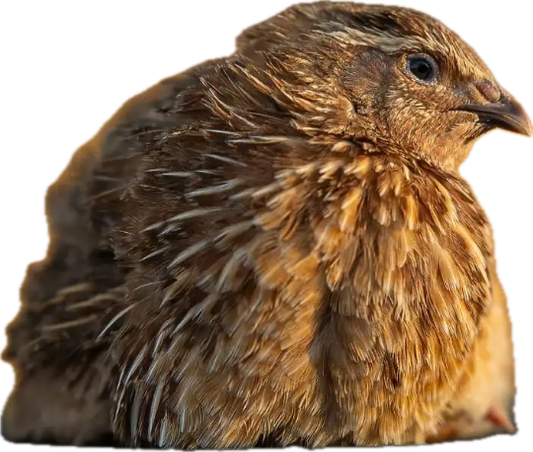 Live Quail Birds (Juveniles)