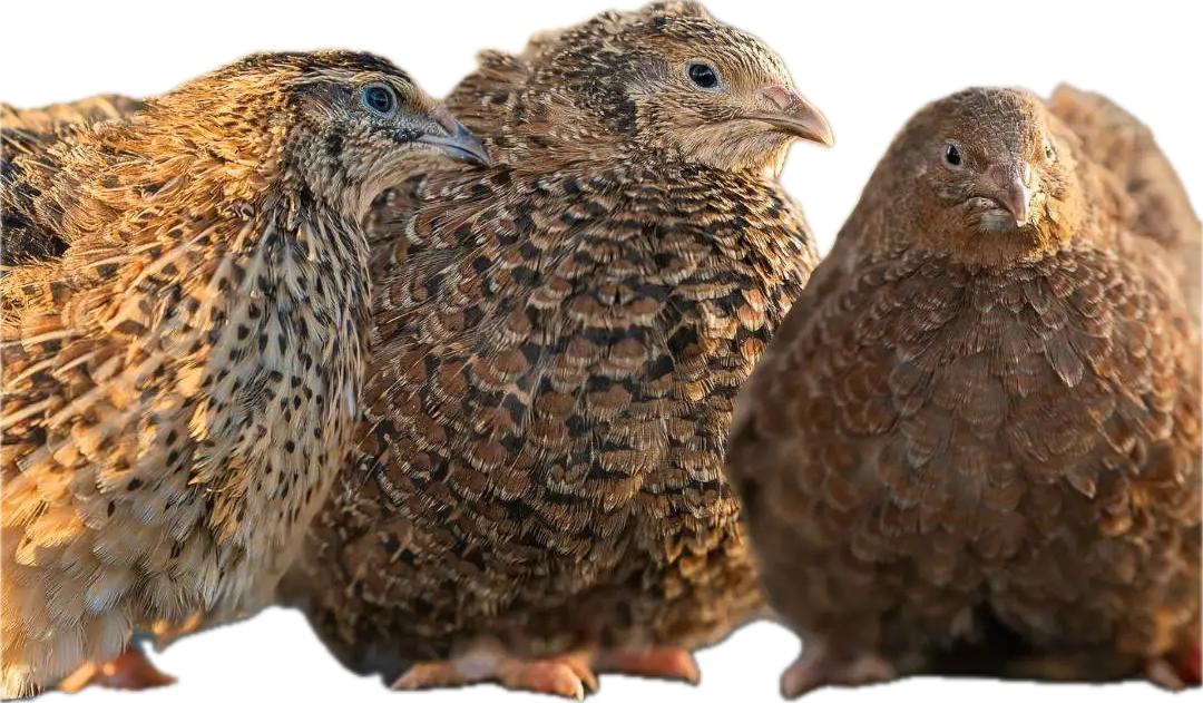 Live Quail Birds (Juveniles)