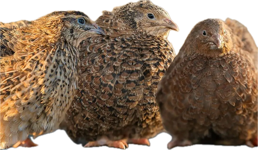 Live Quail Birds (Juveniles)