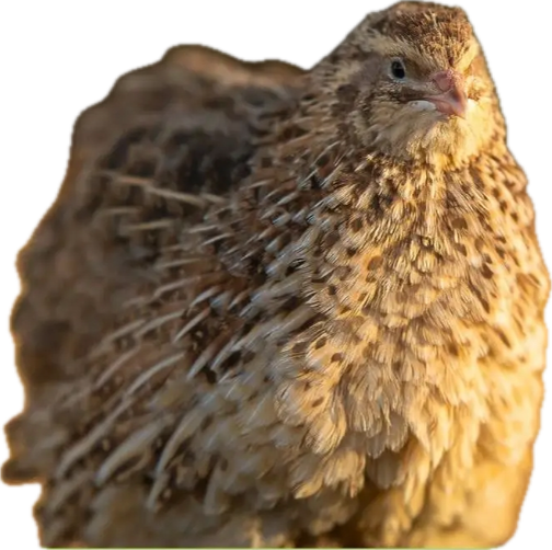 Live Quail Birds (Juveniles)