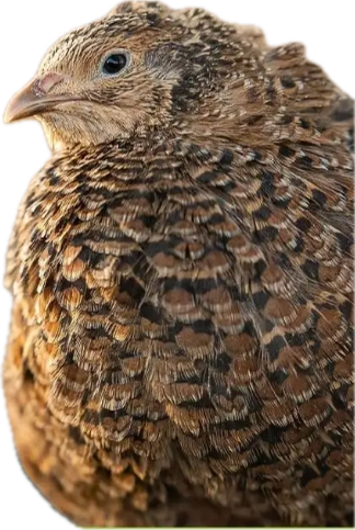 Live Quail Birds (Juveniles)