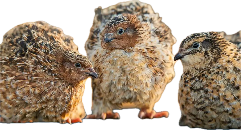 Live Quail Birds