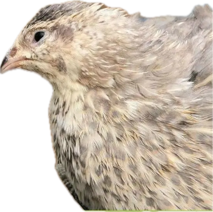 Live Quail Birds