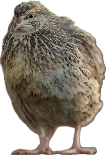 Live Quail Birds