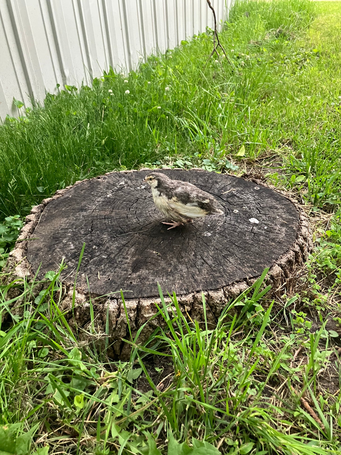 Live Quail Birds (Adults)