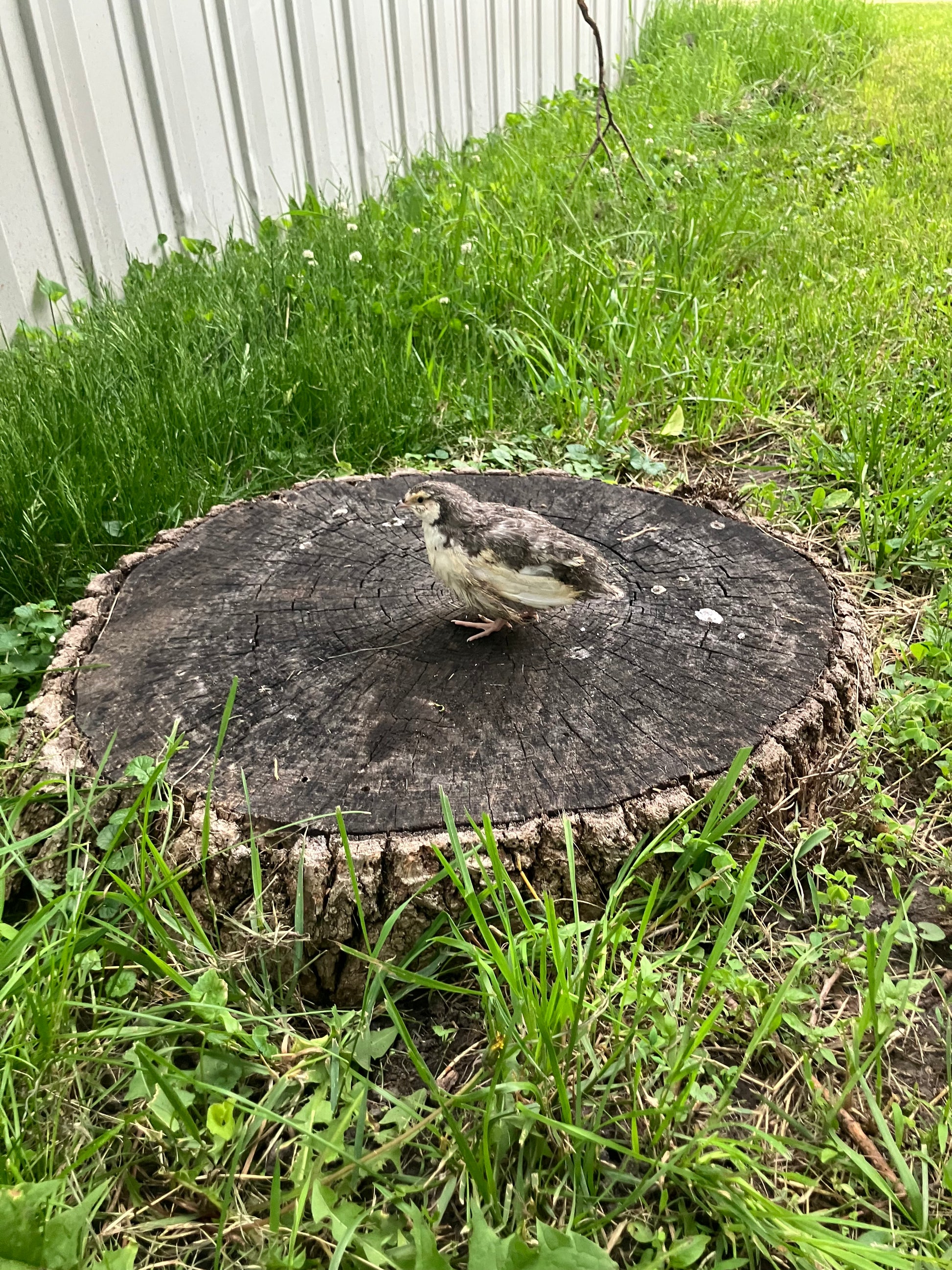 Live Quail Birds (Adults)