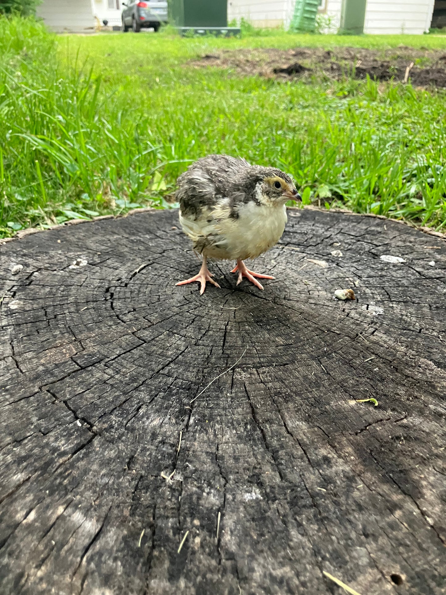 Live Quail Birds (Adults)