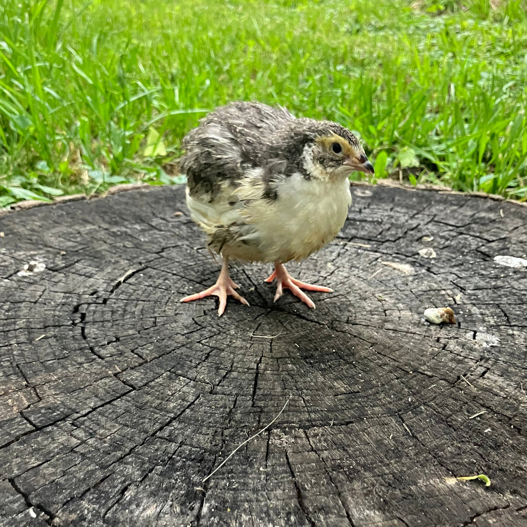 Shop Live Quail Birds (Adults) - Coturnix Cabin