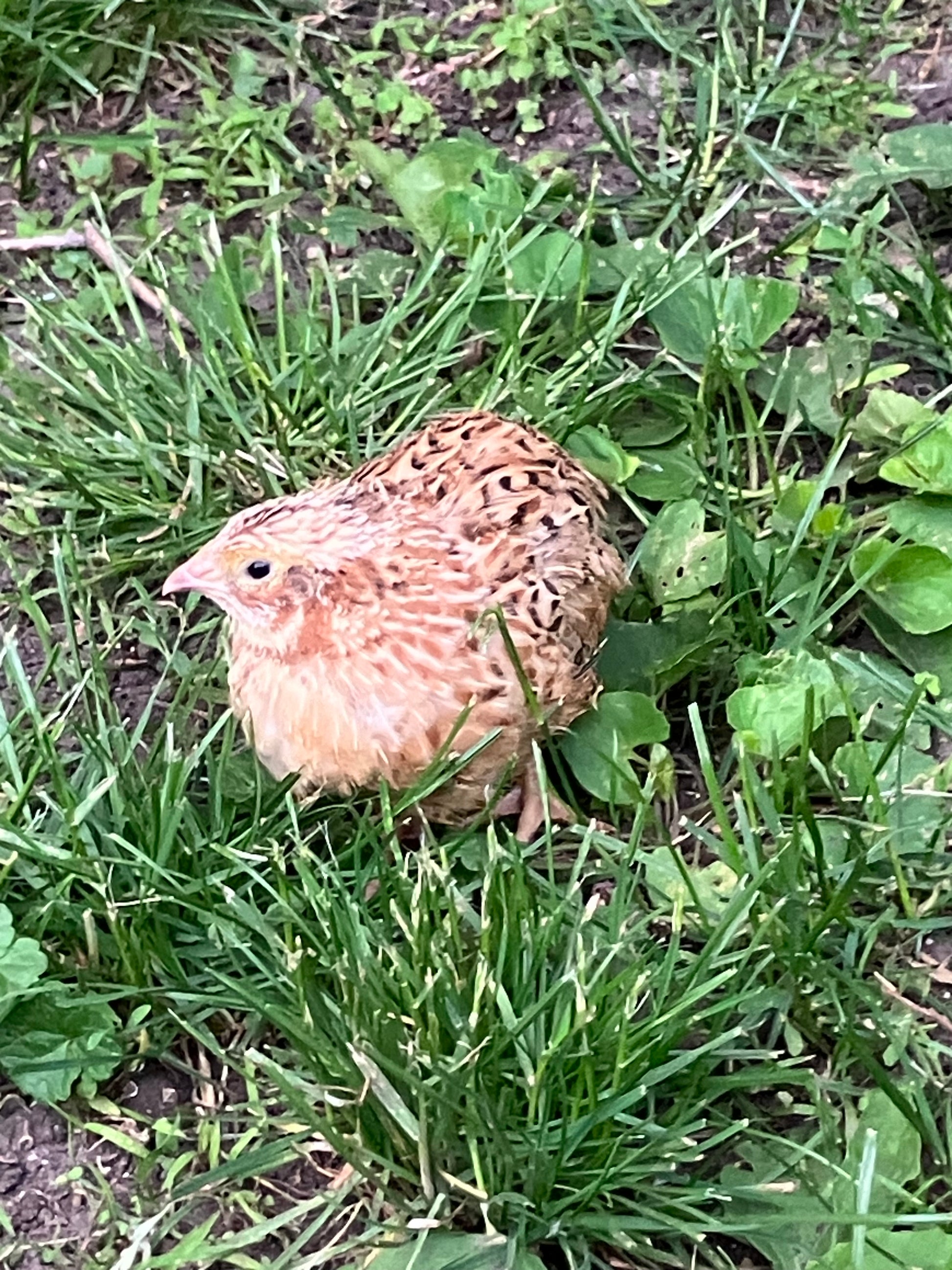 Live Quail Birds (Adults)