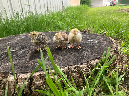 Live Quail Birds (Adults)