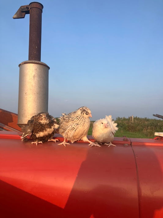 Coturnix Cabin Cropper Juveniles