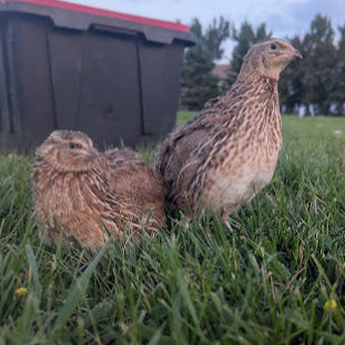 Jumbo Egyptian Hatching Eggs