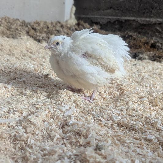 Jumbo White Adults