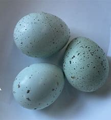 Celadon Juveniles