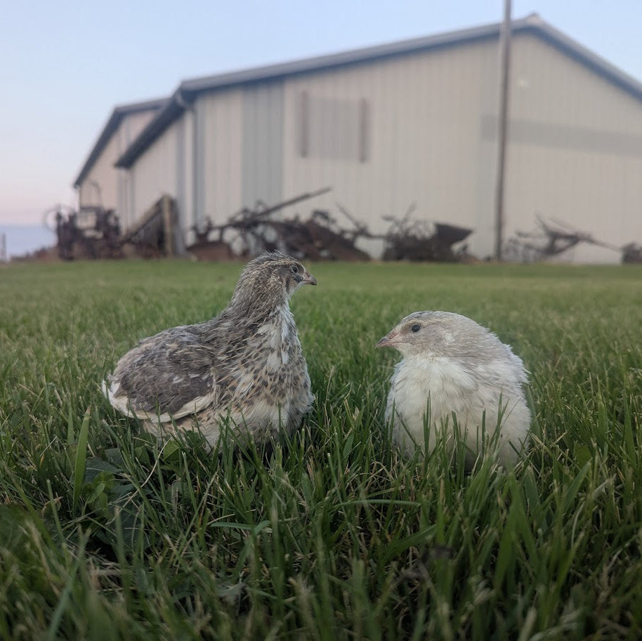 Schofield Silver Assortment Chicks