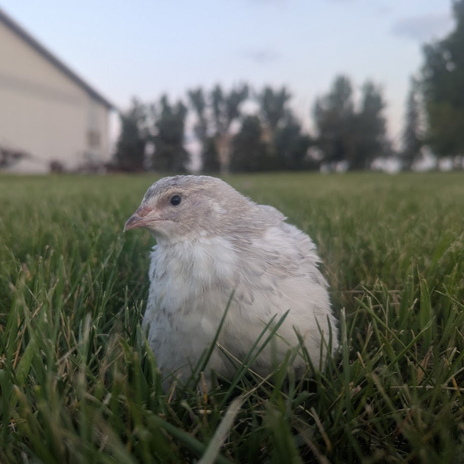 Schofield Silver Assortment Chicks