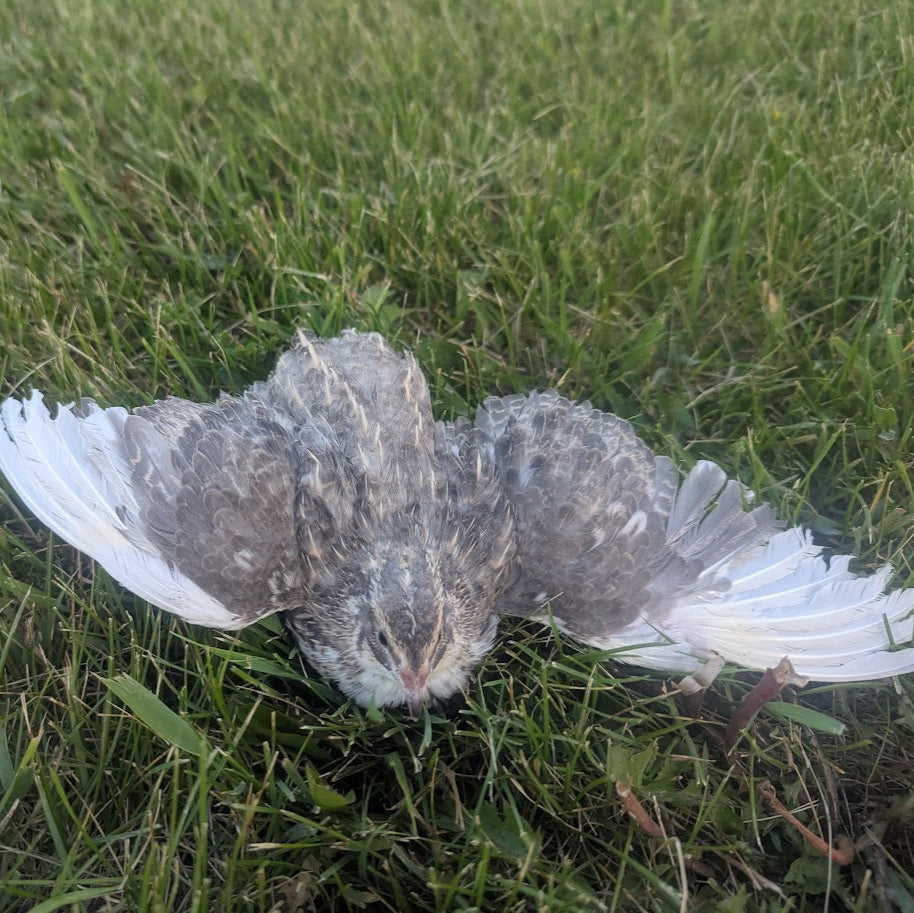 Schofield Silver Assortment Chicks