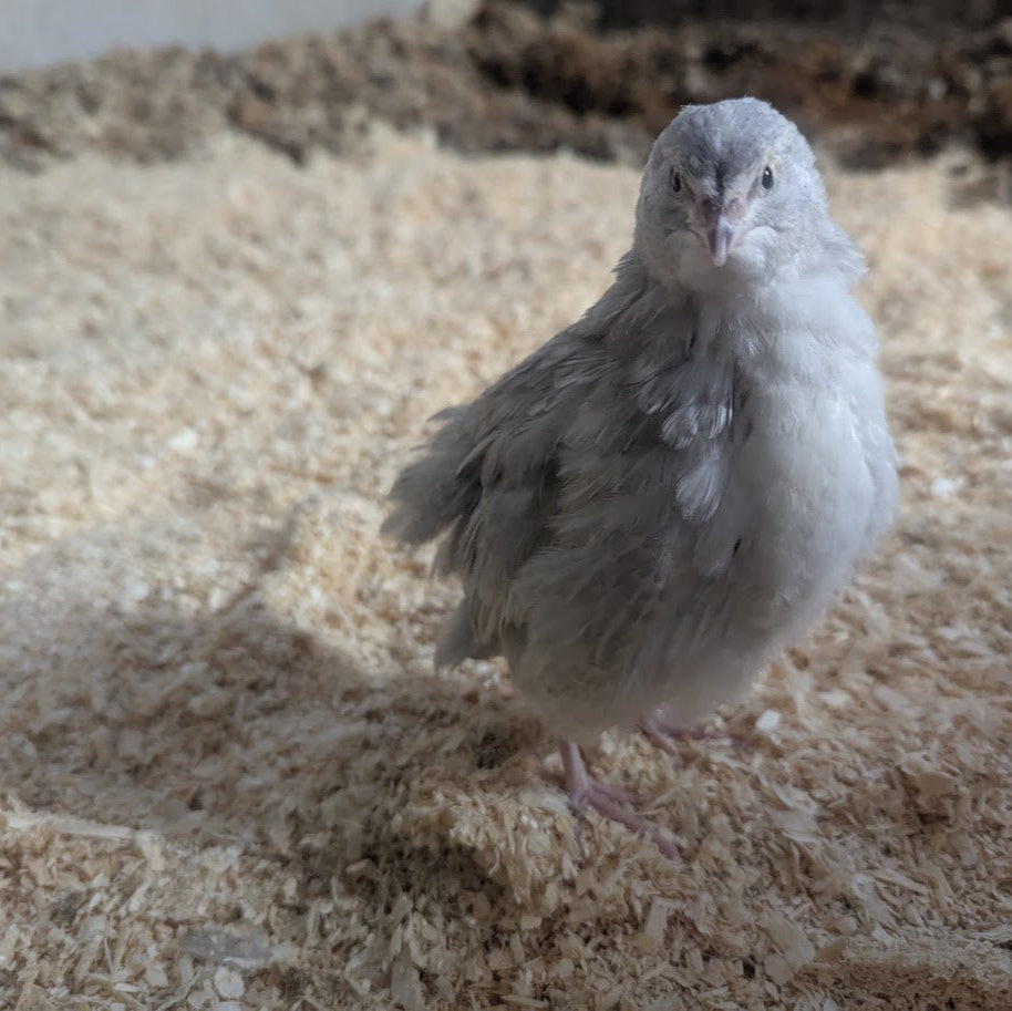 Schofield Silver Assortment Chicks