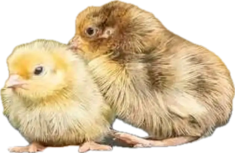 Live Quail Birds